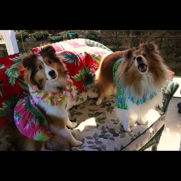 Meet your Posher, Sue - Picture 13 of 16